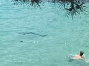 Un tiburón aparece en una playa de Mallorca