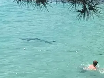 Un tiburón aparece en una playa de Mallorca Un tiburón aparece en una playa de Mallorca