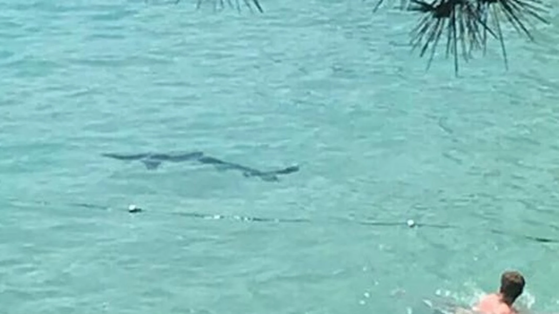 Un tiburón aparece en una playa de Mallorca Un tiburón aparece en una playa de Mallorca