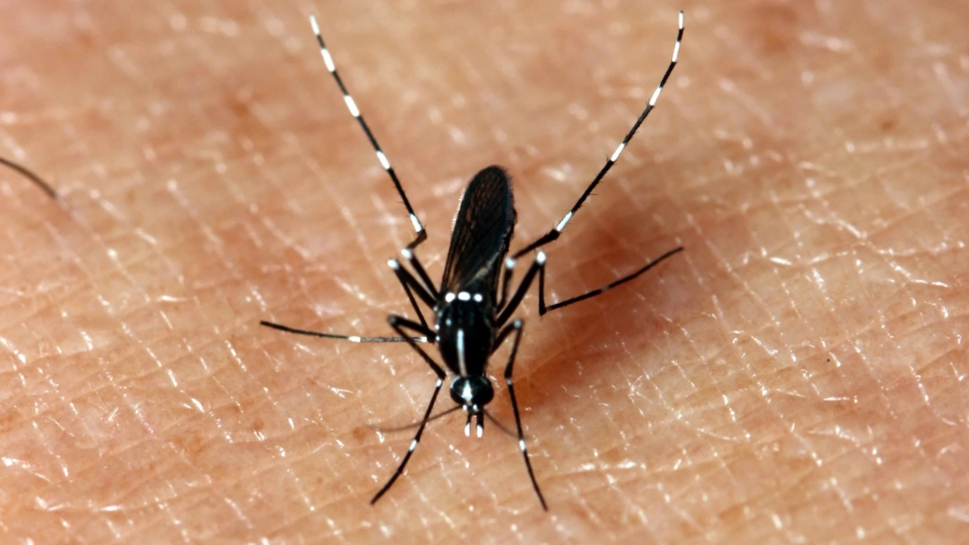 Un mosquito sobre la piel Un mosquito sobre la piel