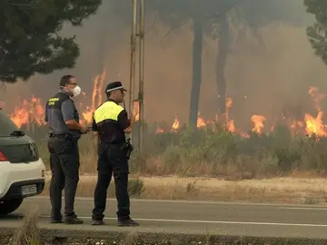 Llamas en los alrededores de Mazagón, en Huelva Llamas en los alrededores de Mazagón, en Huelva