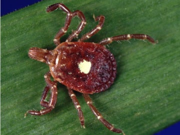 Aquí está la garrapata 'Estrella Solitaria', que te hace alérgico a la carne si te pica. Aquí está la garrapata 'Estrella Solitaria', que te hace alérgico a la carne si te pica.