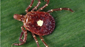 Aquí está la garrapata 'Estrella Solitaria', que te hace alérgico a la carne si te pica.