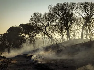 Mejora la situación en el incendio de Moguer Mejora la situación en el incendio de Moguer