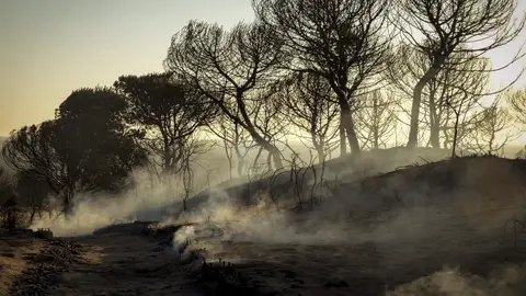 Mejora la situación en el incendio de Moguer Mejora la situación en el incendio de Moguer