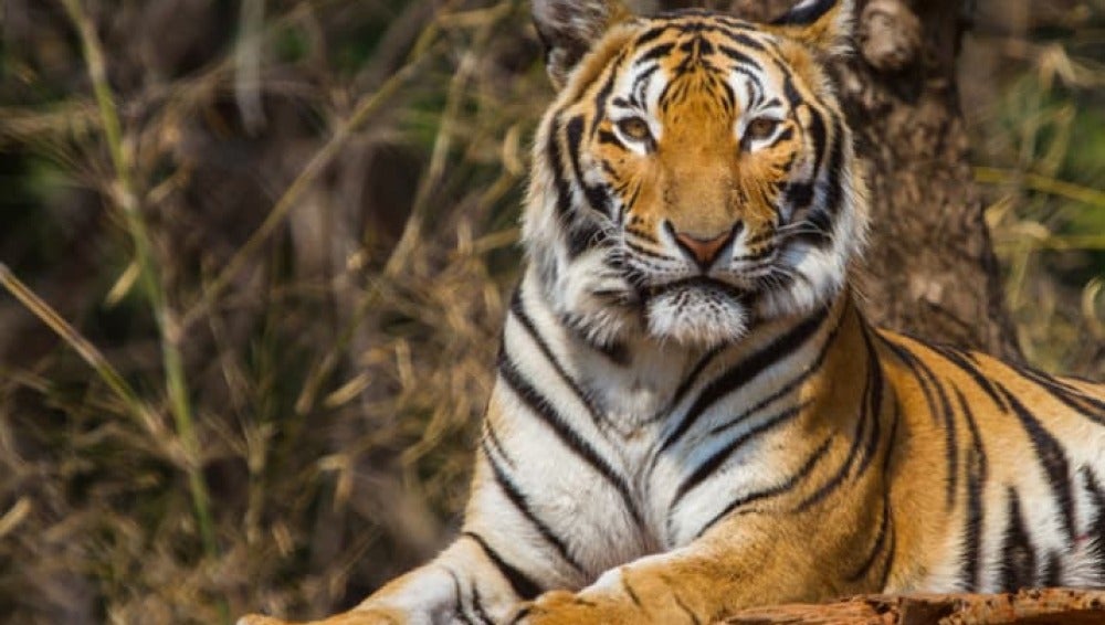 Tigre