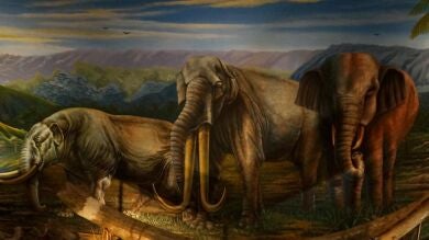 Descubren restos de un elefante prehistórico en Villabermudo (Palencia)