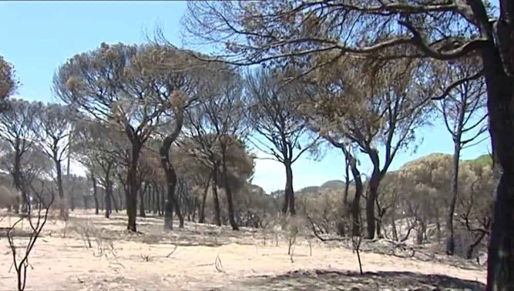El entorno de Doñana tardará más de 40 años en recuperarse