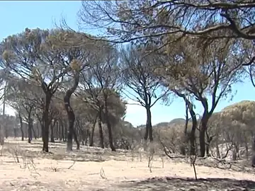 El entorno de Doñana tardará más de 40 años en recuperarse El entorno de Doñana tardará más de 40 años en recuperarse