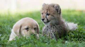 Un perro y un guepardo en su primer contacto