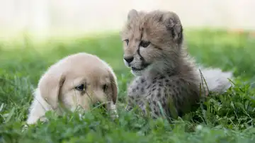 Un perro y un guepardo en su primer contacto Un perro y un guepardo en su primer contacto