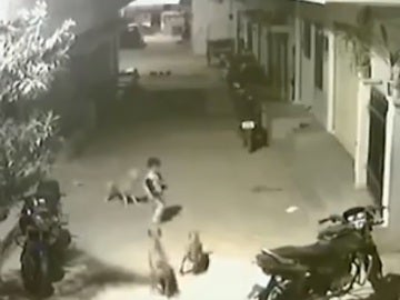 Un valiente niño planta cara a unos perros para salvar a su amiga 