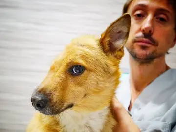 Sky, el perro al que le partieron media cabeza Sky, el perro al que le partieron media cabeza