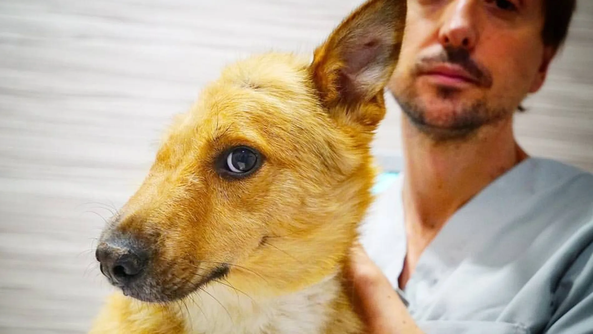 Sky, el perro al que le partieron media cabeza Sky, el perro al que le partieron media cabeza