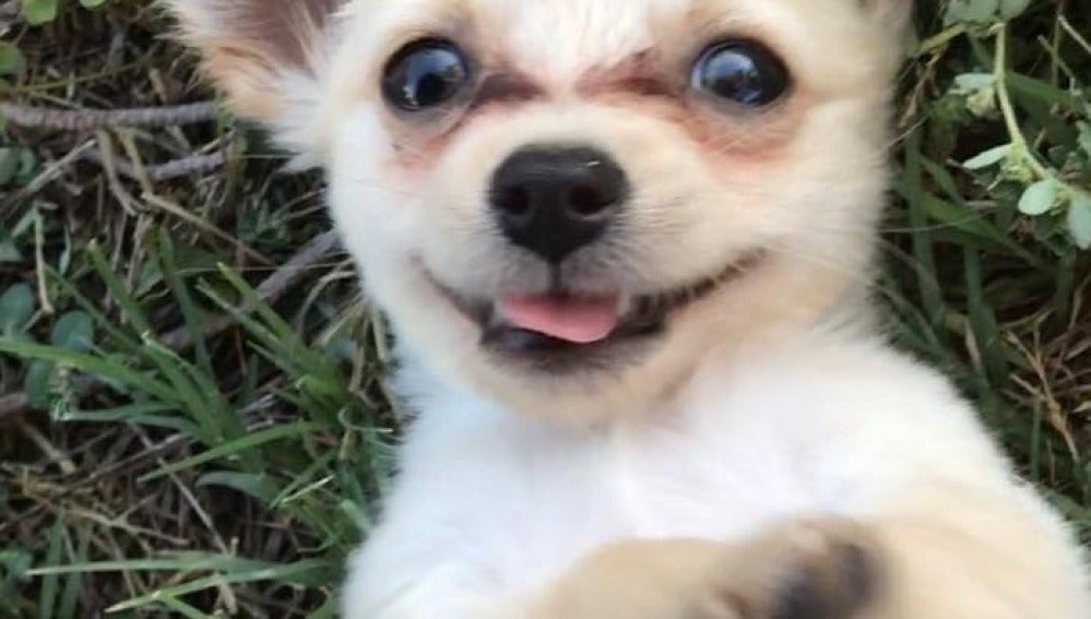 El cachorro abandonado tras ser rescatado
