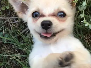 El cachorro abandonado tras ser rescatado El cachorro abandonado tras ser rescatado