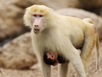 Monos babuinos en una imagen de archivo