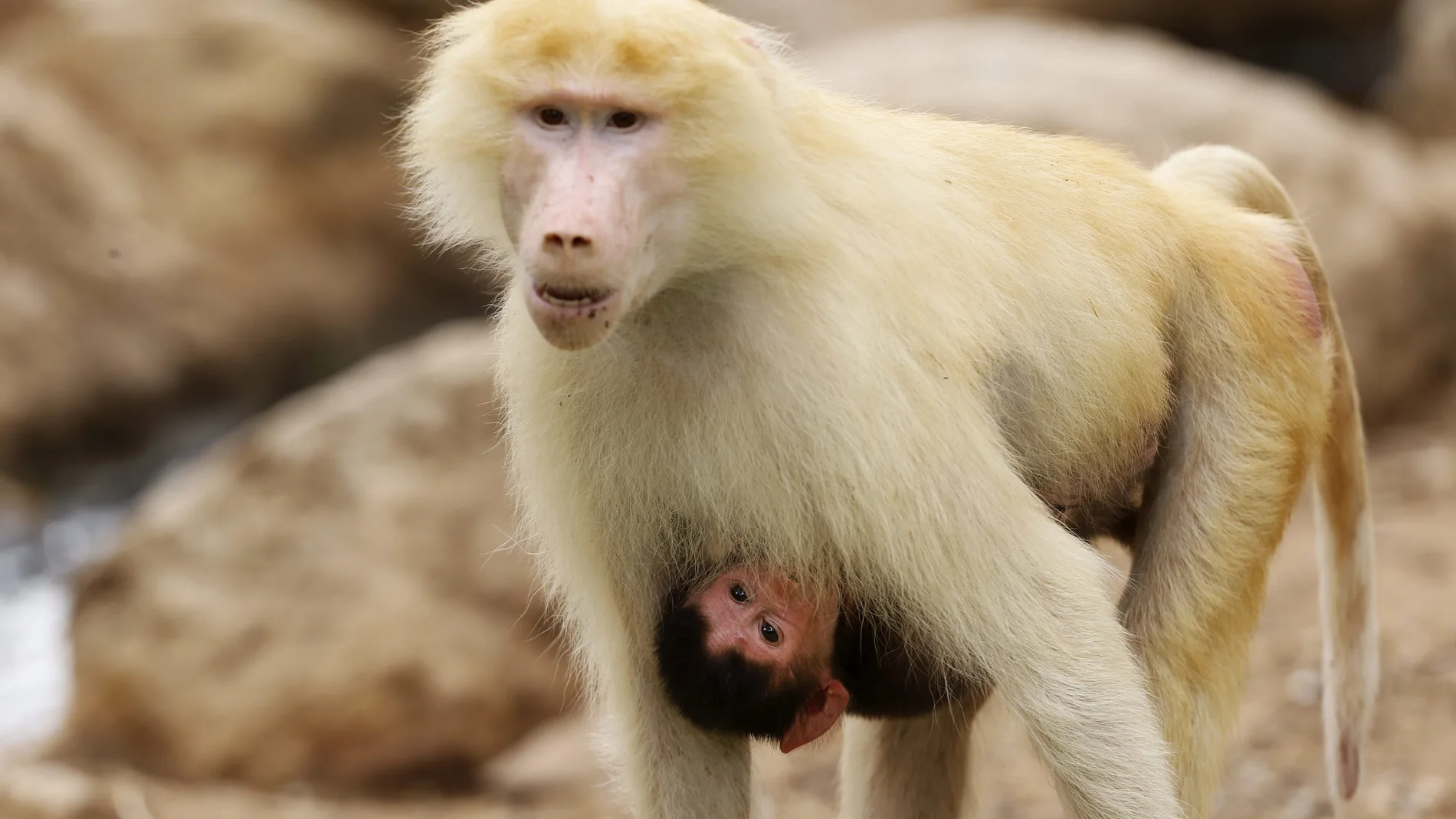 Monos babuinos en una imagen de archivo Monos babuinos en una imagen de archivo