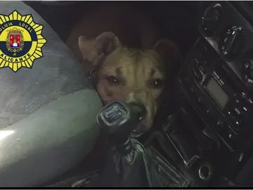 El perro encerrado en el coche El perro encerrado en el coche
