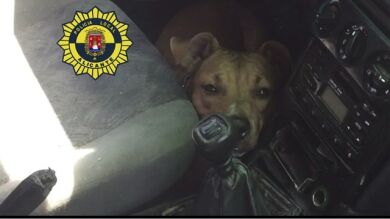 Rescatan a un perro en Alicante que se encontraba encerrado en un vehículo a más de 35 grados