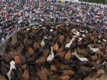 450 edición de la Rapa das Bestas 450 edición de la Rapa das Bestas