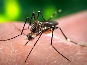 Mosquito tigre Mosquito tigre