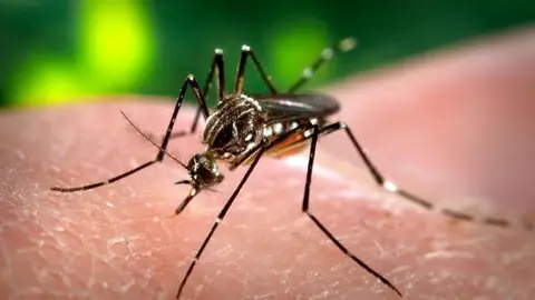 Mosquito tigre Predecir el dengue con varios meses de antelacion gracias al clima