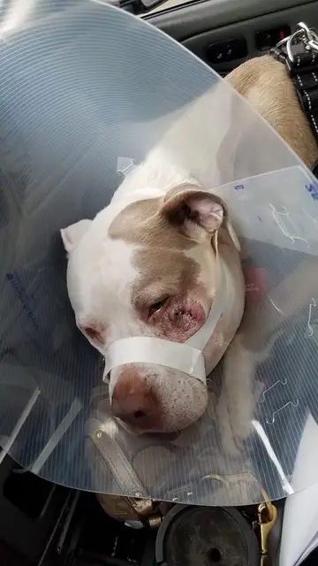 Ciroc, uno de los perros que recibió el disparo Ciroc, uno de los perros que recibió el disparo