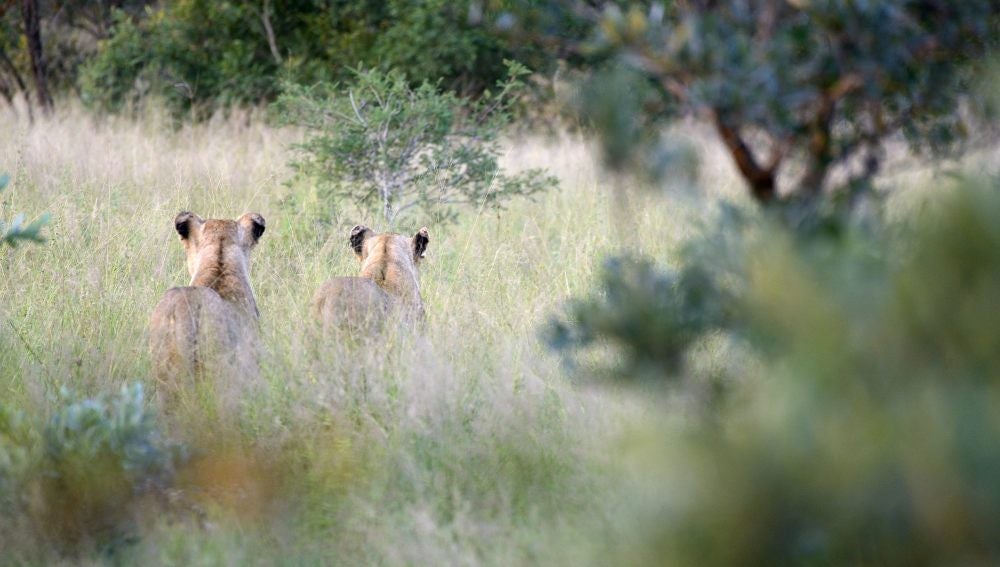 Parque Nacional Kruger