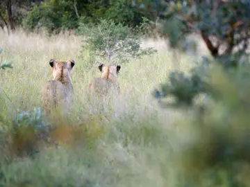 Parque Nacional Kruger Parque Nacional Kruger