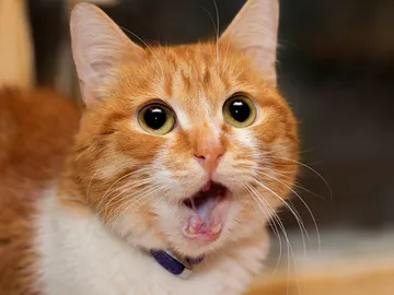 El gatete no da crédito El gatete no da crédito