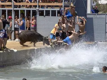 'Toro de Bous' 'Toro de Bous'