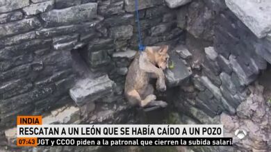 Rescatan a un pequeño león asiático que había caído a un pozo en India