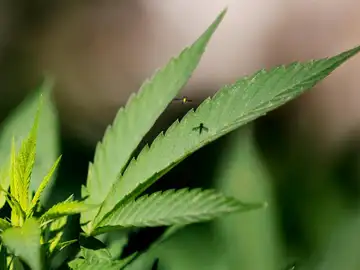 Marihuana Marihuana