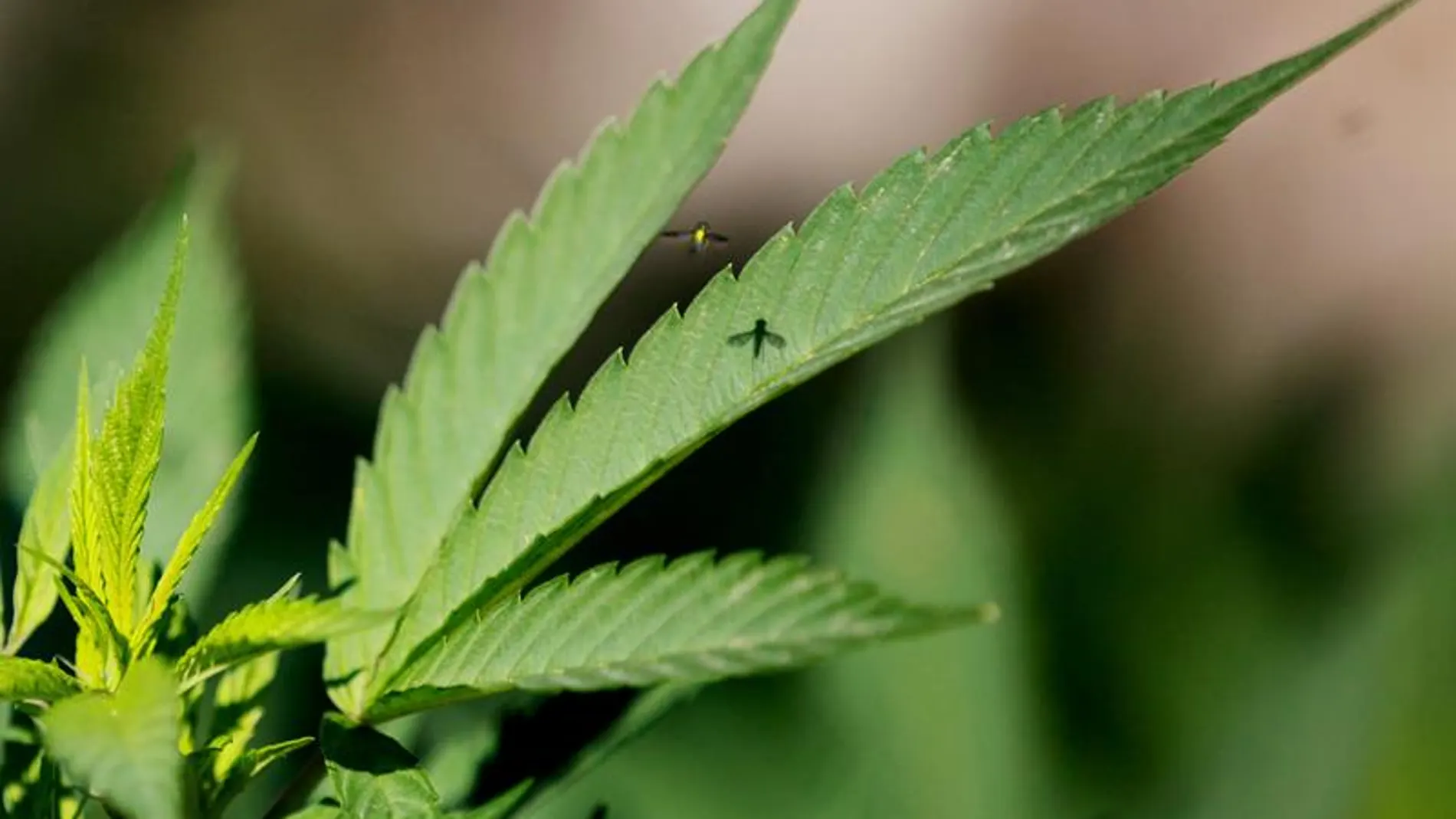 Marihuana Marihuana