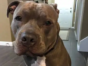 Chapo, el perro que mató la policía de Missouri Chapo, el perro que mató la policía de Missouri