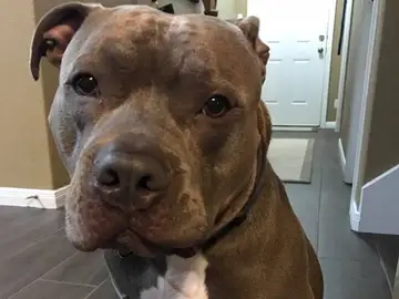 Chapo, el perro que mató la policía de Missouri Chapo, el perro que mató la policía de Missouri