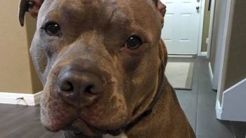 Chapo, el perro que mató la policía de Missouri