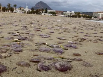 Medusas Medusas