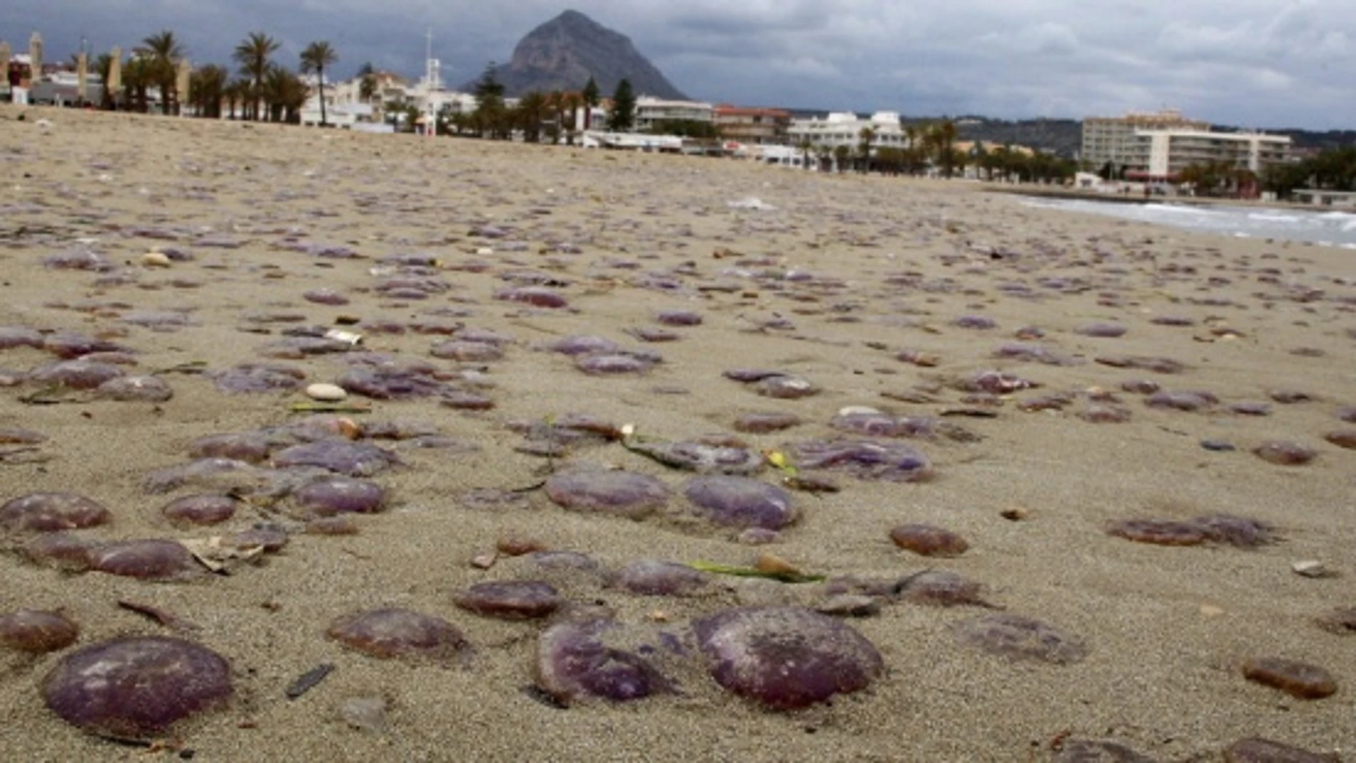Medusas Medusas