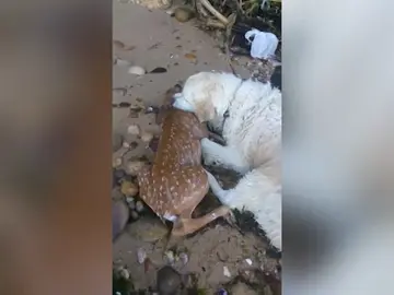 El emocionante momento en el que un perro salva a un cervatillo que se estaba ahogando en el río El emocionante momento en el que un perro salva a un cervatillo que se estaba ahogando en el río
