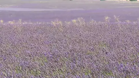 Guadalajara produce el 10% de la lavanda de Europa Guadalajara produce el 10% de la lavanda de Europa