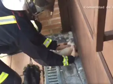 El bombero intentando sacar la cabeza del chihuahua El bombero intentando sacar la cabeza del chihuahua