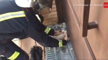 El bombero intentando sacar la cabeza del chihuahua