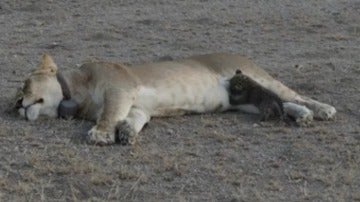 Una leona alimenta a un cachorro de leopardo