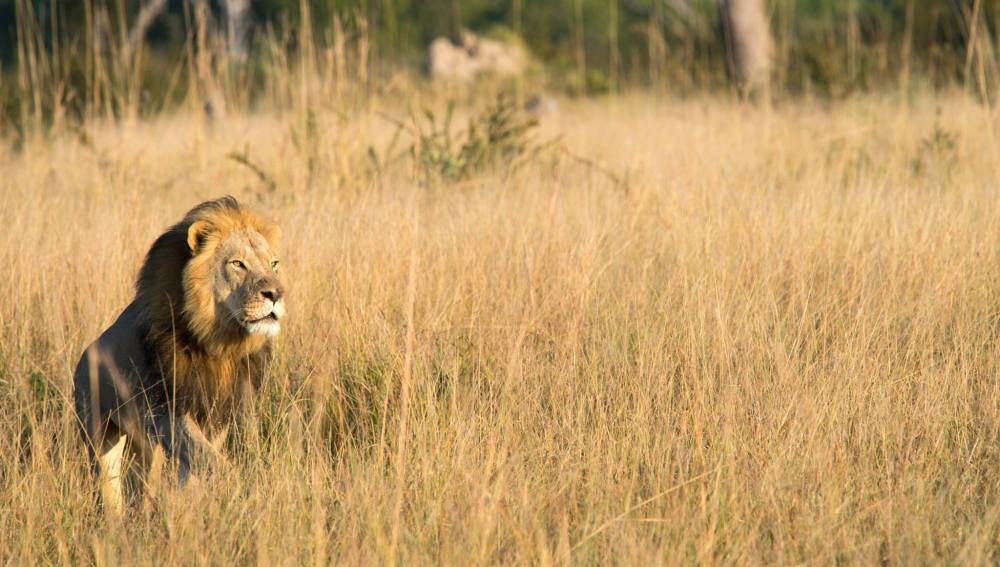 Xanda, el hijo del león Cécil