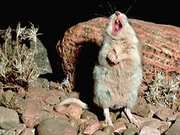 Un ratón saltamontes Un ratón saltamontes