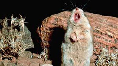 Los ratones saltamontes, capaces de producir sonidos como los seres humanos