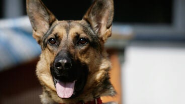 Un perro de raza pastor alem&aacute;n