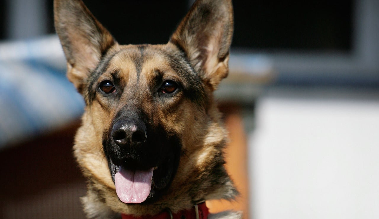 Un perro de raza pastor alem&aacute;n